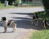 L’abattage de chiens errants autorisé dans cinq communes françaises