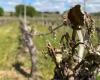 la filière viticole lotoise sur le point de disparaître ? – .