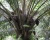 Les producteurs d’huile de palme appellent l’UE à retarder la loi sur la déforestation – CommodAfrica