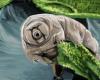 Comment les tardigrades résistent-ils bien mieux aux radiations que les humains ? – .