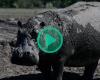Au Botswana, des hippopotames piégés dans la boue, symbole d’une sécheresse dramatique