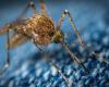 Que faire face à l’augmentation des cas de dengue en France ? – .