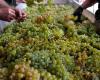 Le vin européen menacé par des conditions climatiques extrêmes