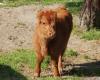 Un veau bison est apparu en Occitanie, d’autres vont arriver
