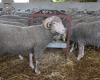 En images, l’arrivée des Mérinos, moutons importés d’Espagne au Maroc