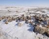 En Mongolie, un hiver meurtrier décime les troupeaux de nomades