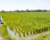 Lancement du Projet d’appui à la production de semences de riz pluvial certifiées
