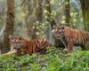 venez découvrir les deux bébés tigres de Sibérie dans les parcs zoologiques