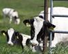 que faut-il craindre après la découverte du virus H5N1 dans le lait aux Etats-Unis ? – .