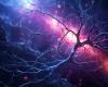 la découverte de nouvelles cellules cérébrales pourrait révéler les secrets de la maladie d’Alzheimer