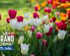 avec plus de 800 espèces de tulipes, le jardin botanique de Keukenhof offre un spectacle éblouissant