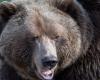La science citoyenne pourrait aider à restaurer la population de grizzlis de l’Alberta