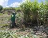 En Guadeloupe, un nouvel élan pour la filière canne à sucre