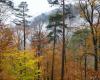Au moins un tiers des espèces d’arbres européennes inadaptées au réchauffement climatique