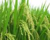 le gouvernement lance un projet de 3 millions de dollars pour stimuler la production de semences de riz pluvial