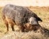 Plus de 500 000 euros pour sauver l’élevage de porcs laineux