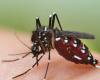 Faut-il s’inquiéter de la résurgence des cas de dengue ? – .