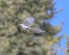 Un Britanno-Colombien capture le vol d’une rare pie blanche