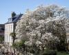 Un magnolia classé « arbre remarquable de France »