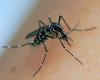 Comment les moustiques ont envahi le monde
