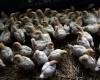 L’OMS fréquemment informée par les États-Unis sur la grippe aviaire