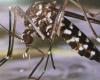 Le moustique tigre sous « surveillance renforcée » en Centre-Val de Loire