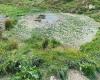Surfaces de mauvaises herbes aquatiques envahissantes dans les étangs locaux
