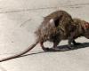 fermeture prolongée de l’école Josée Léger suite à une invasion de rats