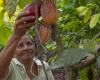 Les majors du cacao investissent dans la production en Amérique latine