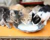 Décès de chats ayant bu du lait de vache contaminé par la grippe aviaire – rts.ch