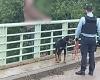 la police a utilisé son chien pour convaincre la victime de ne pas sauter du pont routier