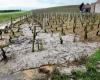 Les vignobles du nord de l’Yonne et de Chablis touchés par les tempêtes et la grêle