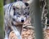 Les chiffres confirment une forte augmentation des attaques de loups dans le canton de Vaud – rts.ch – .