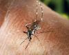 1 200 % de cas en plus en un an en France, comment se protéger du moustique tigre ? – .