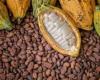 Les prix du cacao enregistrent une forte baisse sur fond de manœuvres des spéculateurs sur les marchés