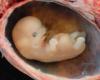 Comment se forme un embryon humain ? Une étude met en évidence la « contraction » des cellules