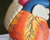 Une forme rare de nanisme réduirait le risque cardiovasculaire