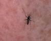 L’Agence Régionale de Santé Centre-Val de Loire met en garde contre le moustique tigre