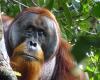 Un orang-outan observé en train de confectionner un pansement avec des plantes – Libération
