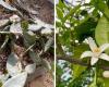 Yuzu, goyave… Ces plantes surprenantes que l’on peut cultiver à Rouen
