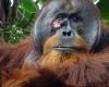 Un orang-outan blessé confectionne un pansement à base de plantes médicinales, une première