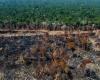 Les incendies de forêt battent des records au Brésil