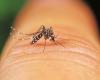 Bourgogne. Le moustique tigre dans le viseur de l’Agence Régionale de Santé