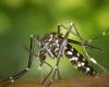 Moustique tigre. Plus de 100 cas de dengue en Centre-Val de Loire, l’ARS appelle à la vigilance