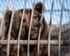 Collecte de fonds urgente pour amener des ours bruns « emprisonnés » au sanctuaire animalier de l’île