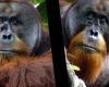 Cet orang-outan a confectionné un cataplasme à base de plantes pour se soigner