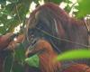 Première observation d’un grand singe utilisant un bandage dans la nature