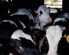 La grippe aviaire a probablement circulé parmi les vaches américaines pendant quatre mois avant d’être diagnostiquée. – .