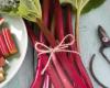 La rhubarbe, une promesse de couleurs et de saveurs