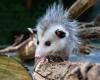 non, les opossums n’éradiqueront pas la maladie de Lyme
